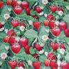 Strawberry Fields - Suitable for 1, 1,5 and 2 inch collars